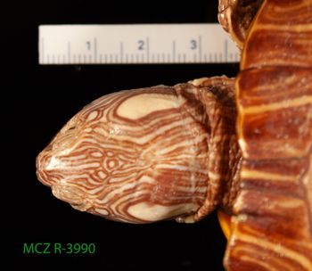 Media type: image;   Herpetology R-3990 Description: Specimen photo;  Aspect: head dorsal